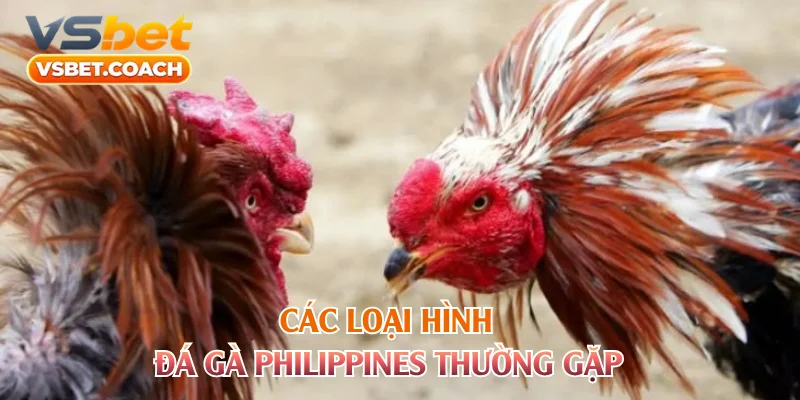 Các loại hình đá gà Philippines thường gặp