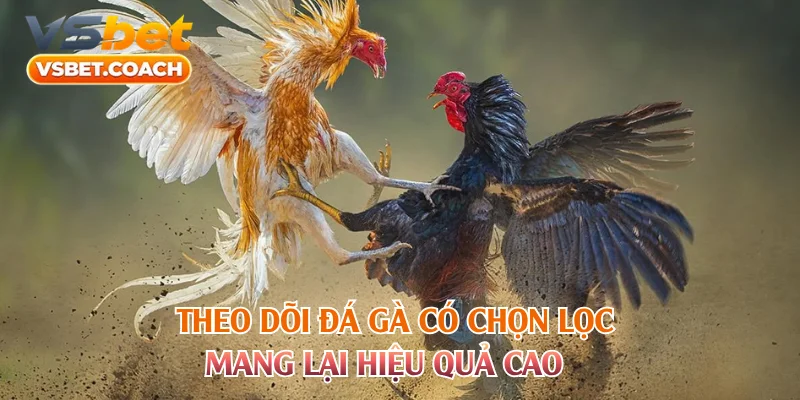 Theo dõi đá gà có chọn lọc mang lại hiệu quả cao